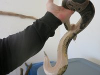 Reptiles 193.jpg