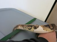 Reptiles 194.jpg