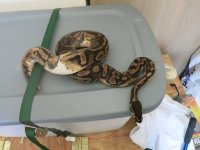 Reptiles 196.jpg