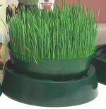 sprouts2.jpg