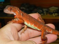 red_iguana_39_1__29494.1354249385.1280.1280.JPG