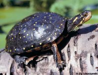 spotted-turtle-1-500.jpg