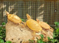 Albino Red Ears Breeders(1).jpg