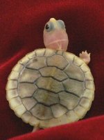 Caramel_Slider_Turtle_For_Sale_Picture_3.jpg