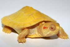 1 albino red ear 2.jpg
