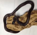 Mex Mix Male.jpg