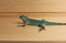 IMG_9195.jpg