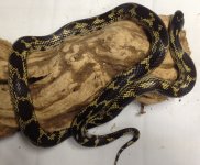 Mex Mix Female.jpg
