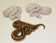 IMG_9390.JPG