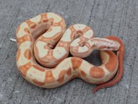Sire = 2008 Bryant Tannery (BCI Exotics) Coral sunglow motley.jpg
