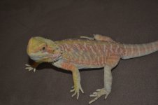 DSC_0065.jpg