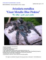 A.metallica_ebook.jpg