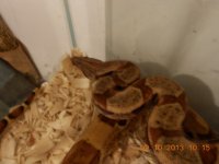 DSCN1106.jpg
