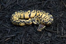 Pastel H Albino - Female - 01 - 3.jpg