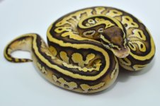 Pastel Lesser Leopard - Male (2).jpg