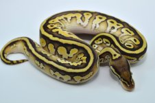 Pastel Lesser Leopard - Male (3).jpg