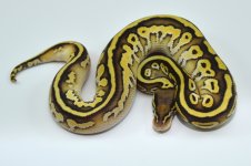 Pastel Lesser Leopard - Male (4).jpg