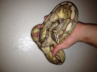 IMG_1285.jpg