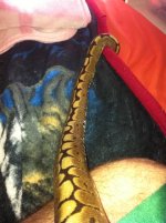 spider ball python Male4.jpg