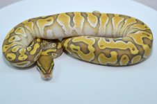 Ghost Yellow Belly Butter - Male.jpg