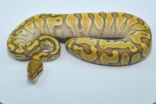 Ghost Yellow Belly Butter - Male (1).jpg