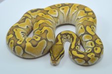 Ghost Yellow Belly Butter - Male (2).jpg