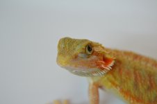 IMG_1274.jpg