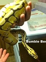Bumble Bee - Copy - Copy.jpg