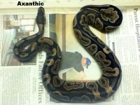 axanthic.jpg