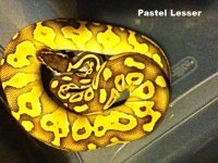 Pastel Lesser.jpg
