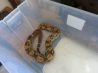 Reptiles 251.jpg