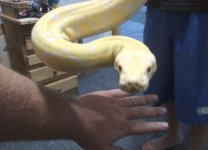 snake2.jpg