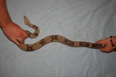 Redtail male 042.jpg