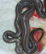 snakes 11.jpg