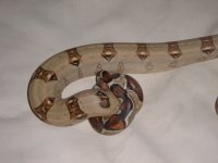harlequin female 3.jpg