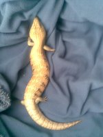 Phone Pics 013.jpg