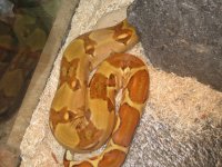 snakes 005.jpg