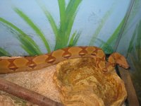 snakes 006.jpg