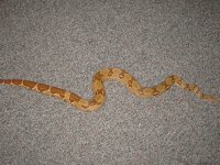 snakes 002.jpg