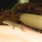 williamsihatchling061610_LRG.jpg