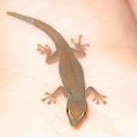 williamsihatchling061610_02_LRG.jpg