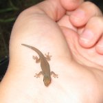 williamsihatchling061610_03_LRG.jpg