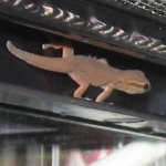 williamsihatchling061610_04_LRG.jpg