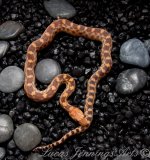 het albino.jpg