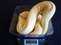 albinospidermale1.jpg