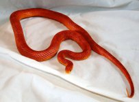DSC_4207.jpg