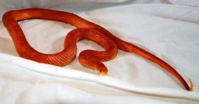 DSC_4208.jpg