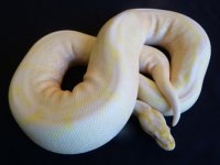 albinospidermale2.jpg