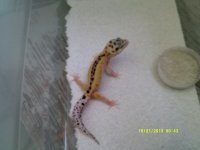 Johns Exotics 006.jpg