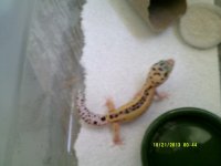 Johns Exotics 014.jpg
